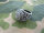 US Army USMC Marines Corps Insignia Ring 1775 Jun Tavern 1945 Iwo Jima WK2 Gr 13