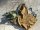 Original US Combat Pack Field Cargo M-1945 + US WW2 Sleeping Bag