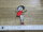 Betty Boop Silouette Pin-up Sitting Patch US Army Rockabilly Nose Art Vintage