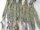 Original US Army M51 Suspender Koppeltrageriemen Y-Riemen M-1951 Korea Vietnam