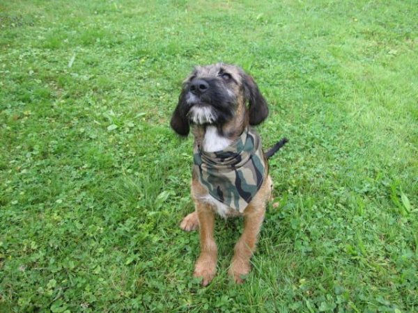 Camouflage Hunde Halstuch Dog Bandana Us Army XS-M Top