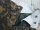 Wehrmacht Eichentarn Feldhose HBT Drillich Oakleaf Fall side
