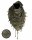 Plo Scarf Para Wings Paratrooper